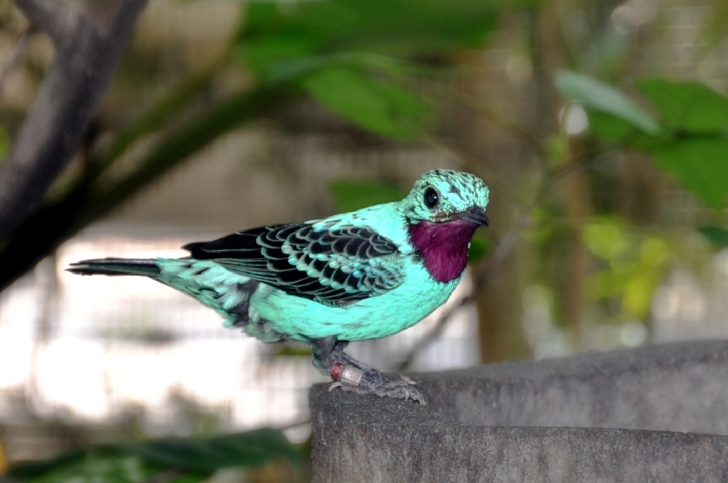 Image of a Cotinga Cayana at Jurong Bird Park
